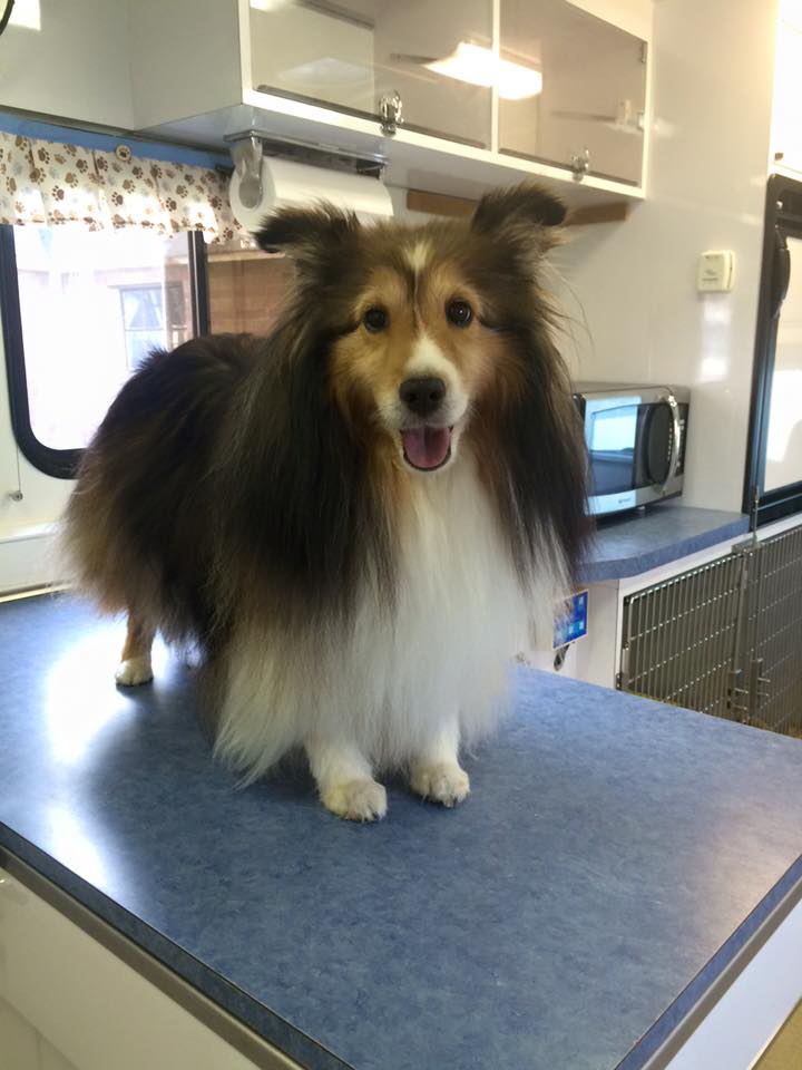 Maggie on treatment table